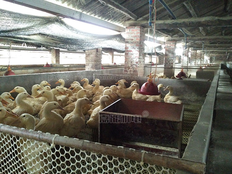 贵州周先生的鸡鸭养殖场一角