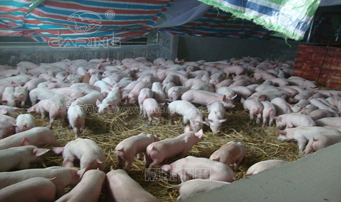 四川广元刘老板家的养猪场引进了400多头小猪仔，正在为如何解决猪粪问题犯愁