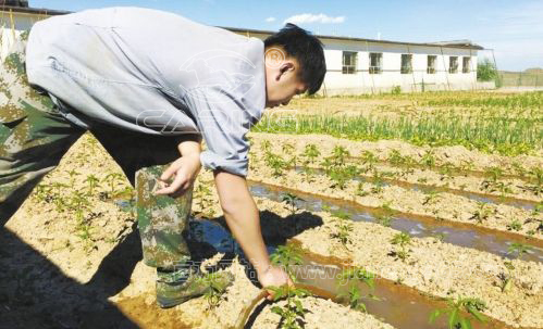 肉牛养殖户正在使用沼渣沼液抽排机抽取牛粪水灌溉菜地